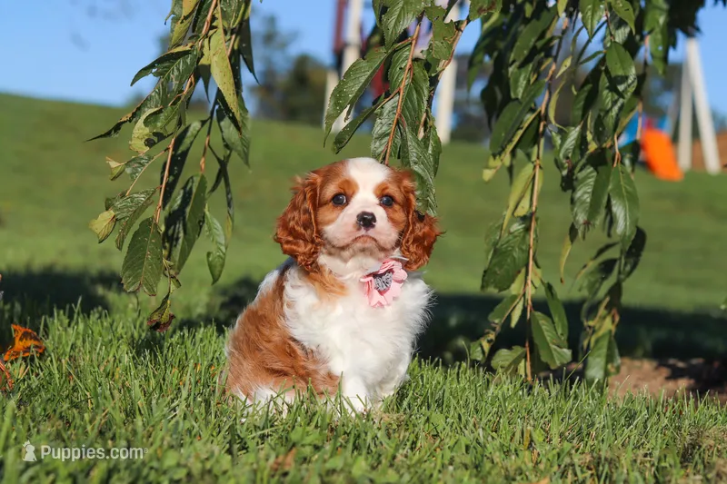 Lila – Cavalier King Charles Spaniel puppy for sale in Fresno, OH