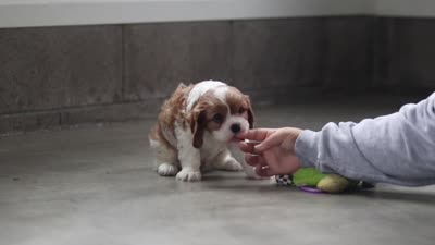 Shawn, a male Cavalier King Charles Spaniel for sale in Fresno, OH – 6 of 6
