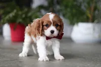 Shawn, a male Cavalier King Charles Spaniel for sale in Fresno, OH – 1 of 6
