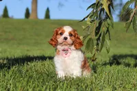 Lila, a female Cavalier King Charles Spaniel for sale in Fresno, OH – 8 of 10
