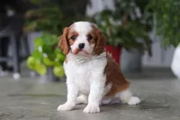 Maverick, a male Cavalier King Charles Spaniel for sale in Fresno, OH – 3 of 6