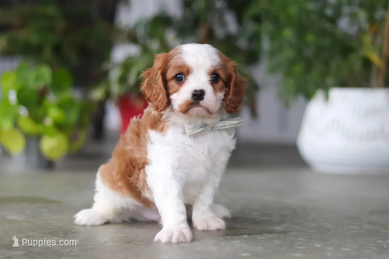 Maverick – Cavalier King Charles Spaniel puppy for sale in Fresno, OH