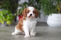 Maverick, a male Cavalier King Charles Spaniel for sale in Fresno, OH – 1 of 6