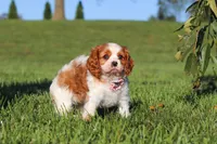 Lila, a female Cavalier King Charles Spaniel for sale in Fresno, OH – 5 of 10