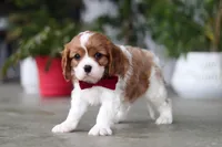 Shawn, a male Cavalier King Charles Spaniel for sale in Fresno, OH – 5 of 6