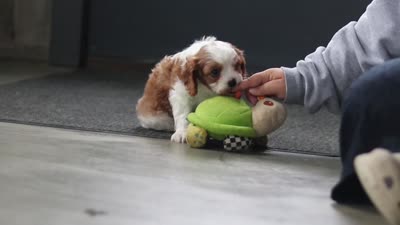 Maverick, a male Cavalier King Charles Spaniel for sale in Fresno, OH – 6 of 6