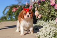 Maggie, a female Cavalier King Charles Spaniel for sale in Fresno, OH – 3 of 10