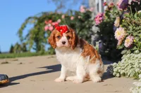Maggie, a female Cavalier King Charles Spaniel for sale in Fresno, OH – 4 of 10
