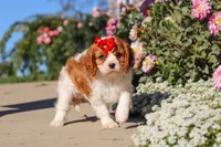 Maggie, a female Cavalier King Charles Spaniel for sale in Fresno, OH – 5 of 10