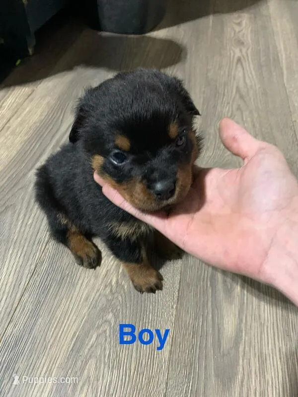 blue, a male Rottweiler for sale in Concord, NC – Photo 1 of 1