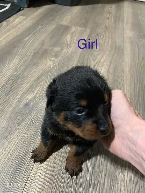 pink, a male Rottweiler for sale in Concord, NC – Photo 1 of 1