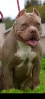 Mcdouble, a male American Bully for sale in San Diego Country Estates, CA – 3 of 4