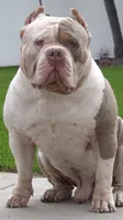 Mcdouble, a male American Bully for sale in San Diego Country Estates, CA – 4 of 4