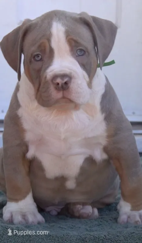 Mcdouble – American Bully puppy for sale in San Diego Country Estates, CA