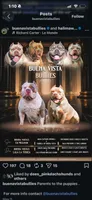 Mcdouble, a male American Bully for sale in San Diego Country Estates, CA – 2 of 4