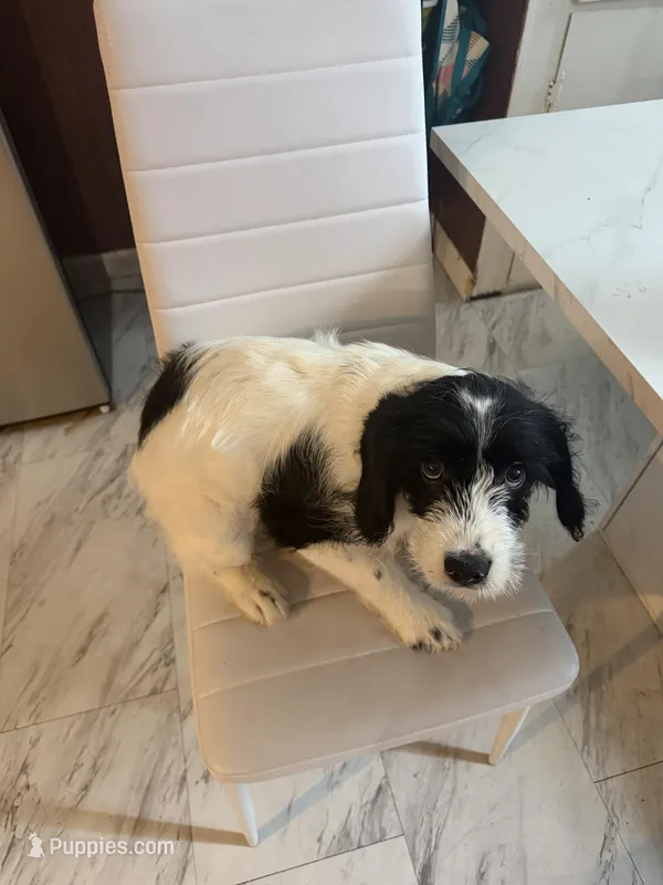 Scott – Collie puppy for sale in Utica, NY