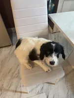 Scott, a male Collie for sale in Utica, NY – Photo 1 of 2