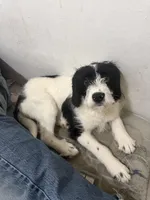 Scott, a male Collie for sale in Utica, NY – Photo 2 of 2