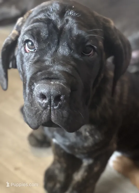 War (red)  – Cane Corso puppy for sale in Bowie, MD