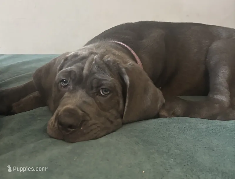 Moana (purple) – Cane Corso puppy for sale in Bowie, MD