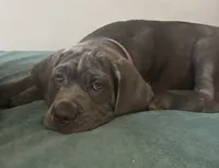 Moana (purple), a female Cane Corso for sale in Bowie, MD – 1 of 3
