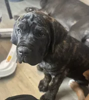 War (red) , a male Cane Corso for sale in Bowie, MD – 2 of 5