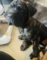 War (red) , a male Cane Corso for sale in Bowie, MD – 4 of 5