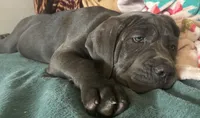 Moana (purple), a female Cane Corso for sale in Bowie, MD – 3 of 3