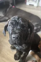 War (red) , a male Cane Corso for sale in Bowie, MD – 5 of 5