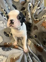 One, a female Boston Terrier for sale in Hickory, NC – Photo 2 of 5