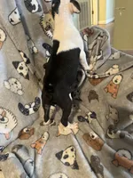 One, a female Boston Terrier for sale in Hickory, NC – Photo 3 of 5