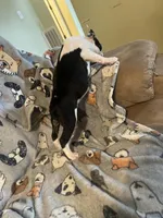 One, a female Boston Terrier for sale in Hickory, NC – Photo 4 of 5