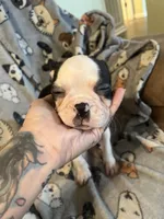 One, a female Boston Terrier for sale in Hickory, NC – Photo 5 of 5