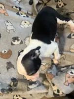 One, a female Boston Terrier for sale in Hickory, NC – Photo 1 of 5