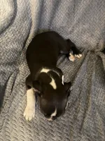 Boy 4, a male Boston Terrier for sale in Morganton, NC – 1 of 3