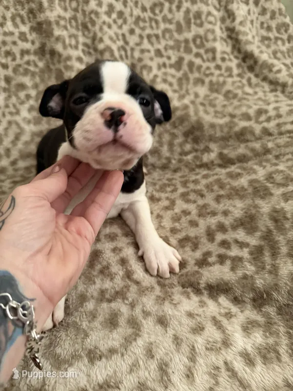 Boy1 – Boston Terrier puppy for sale in Hickory, NC