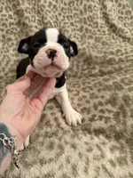 Boy1, a male Boston Terrier for sale in Hickory, NC – Photo 1 of 3