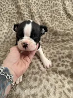 Boy1, a male Boston Terrier for sale in Hickory, NC – Photo 2 of 3