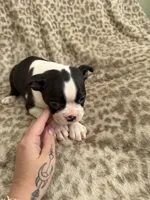 Boy1, a male Boston Terrier for sale in Hickory, NC – Photo 3 of 3