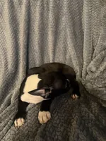 Boy 3, a male Boston Terrier for sale in Morganton, NC – 3 of 4