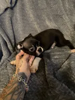 Boy 1, a male Boston Terrier for sale in Morganton, NC – 3 of 4