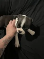 Boss, a male Boston Terrier for sale in Hickory, NC – Photo 2 of 5