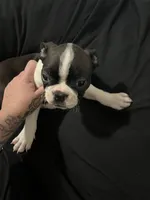 Boss, a male Boston Terrier for sale in Hickory, NC – Photo 3 of 5