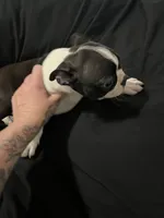 Boss, a male Boston Terrier for sale in Hickory, NC – Photo 4 of 5