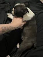 Boss, a male Boston Terrier for sale in Hickory, NC – Photo 5 of 5