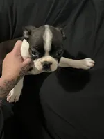 Boss, a male Boston Terrier for sale in Hickory, NC – Photo 1 of 5