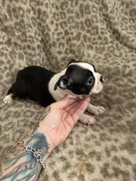 Girl 1, a female Boston Terrier for sale in Hickory, NC – Photo 1 of 3