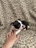 Girl 1, a female Boston Terrier for sale in Hickory, NC – Photo 3 of 3