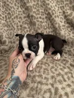 Girl 1, a female Boston Terrier for sale in Hickory, NC – Photo 2 of 3