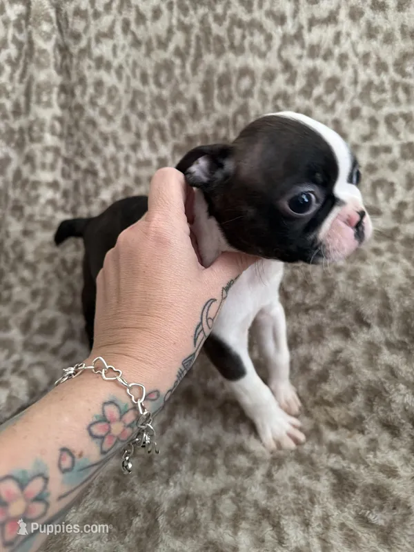 Boy 2  – Boston Terrier puppy for sale in Hickory, NC